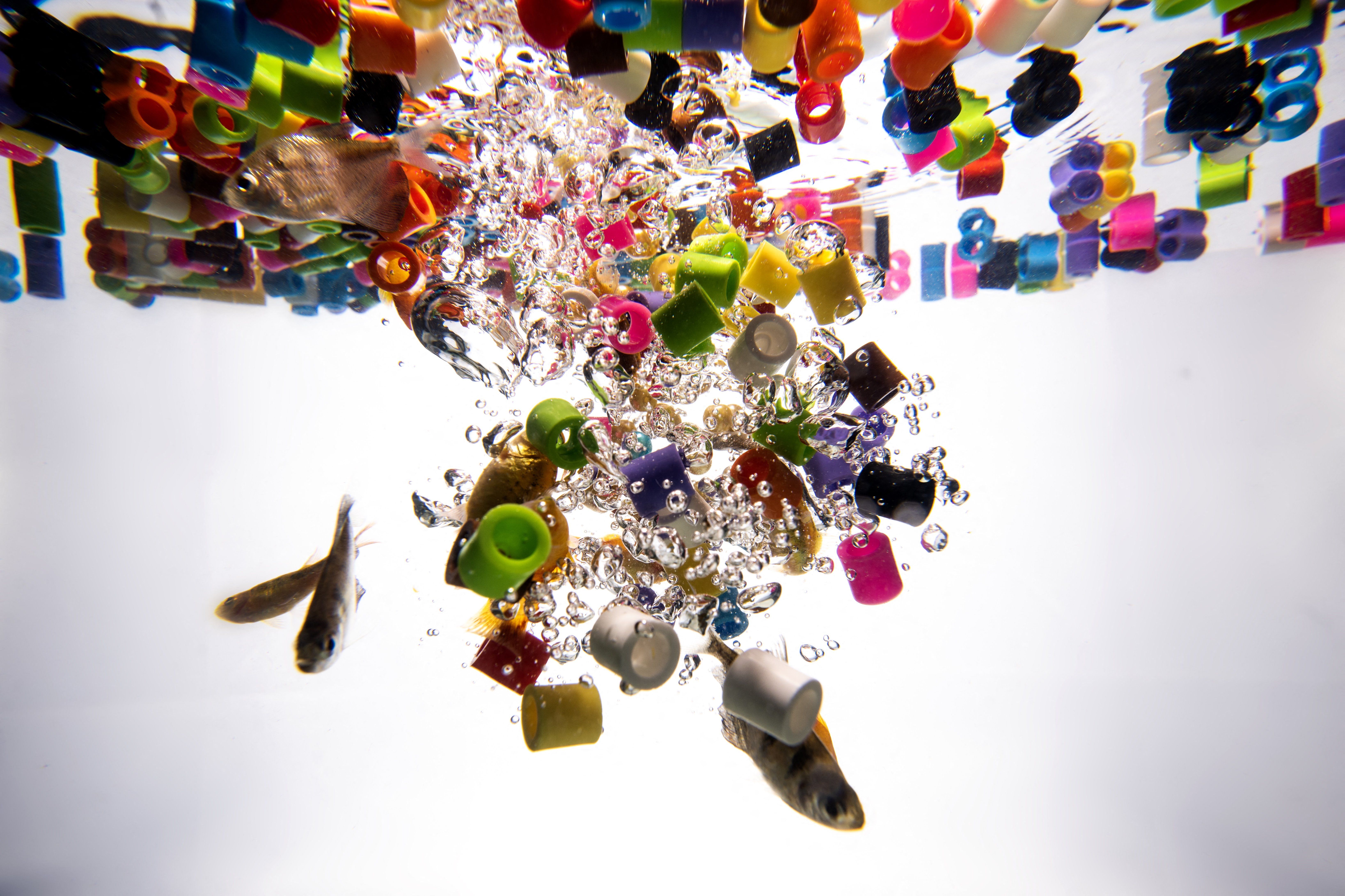 Microplastics React With Water, a New Study Says. That’s a Problem for Biology — Wired